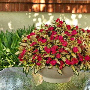 Sun Patiens